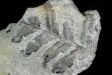 Pennsylvanian Fossil Fern (Neuropteris) - Alabama #112769-1